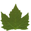 image6